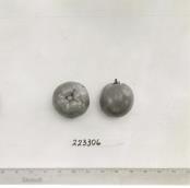Click for 1 image(s) for this accession. FRUIT